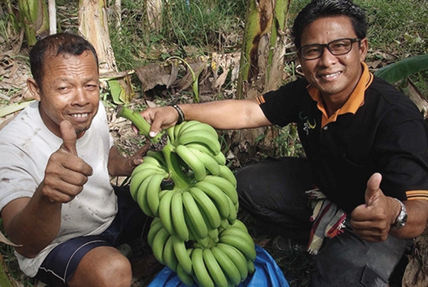 Strengthen the community to sustainability by “Kluai Hom Thong”