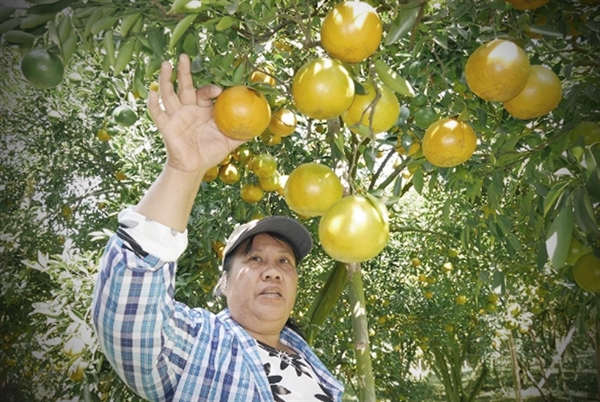 Orange that can make Thai people smile