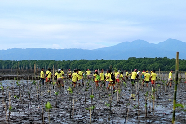 Mangrove Planting