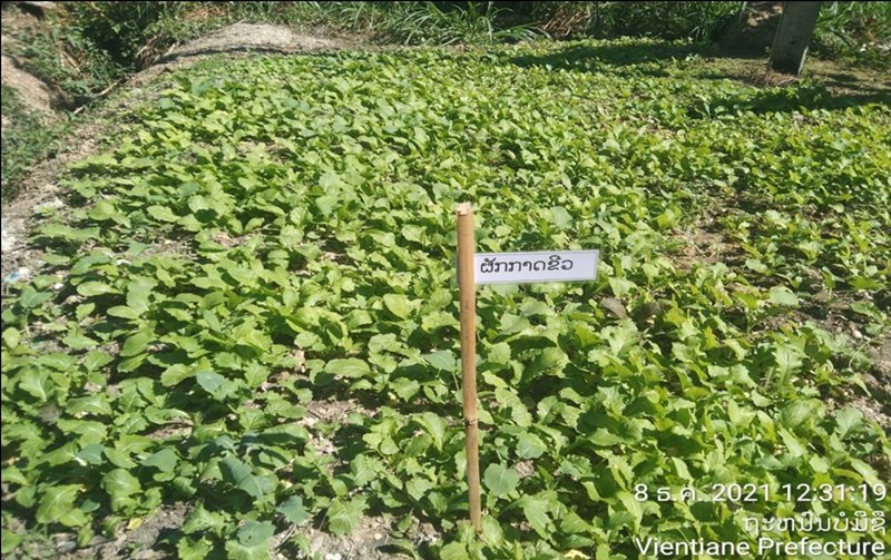 โครงการส่งเสริมการปลูกผักปลอดสารพิษ "เกษตรอินทรีย์ ที่ยั่งยืน" (สาธารณรัฐประชาธิปไตยประชาชนลาว)