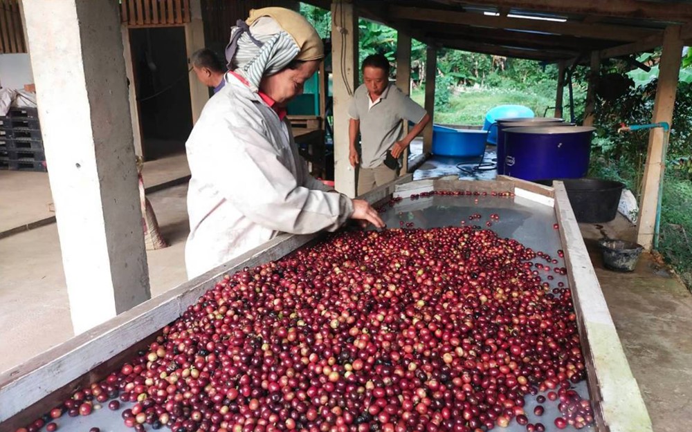 Social Enterprise, Ban Lao su Coffee, The Guardian of the Wang River, Lampang Province