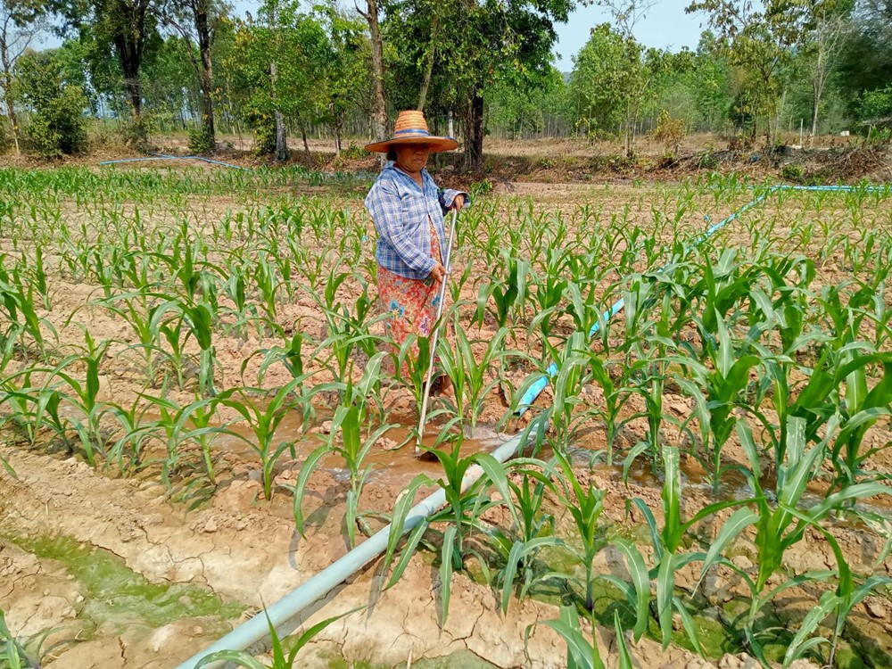 Fertilizer for community Project