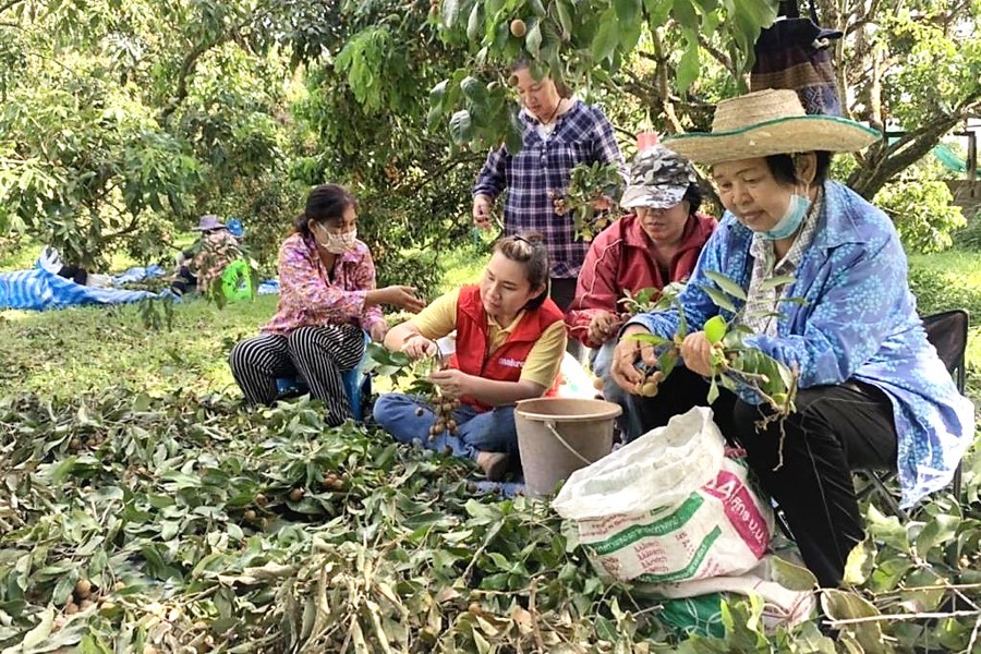 Longan for happiness, Return happiness to the community