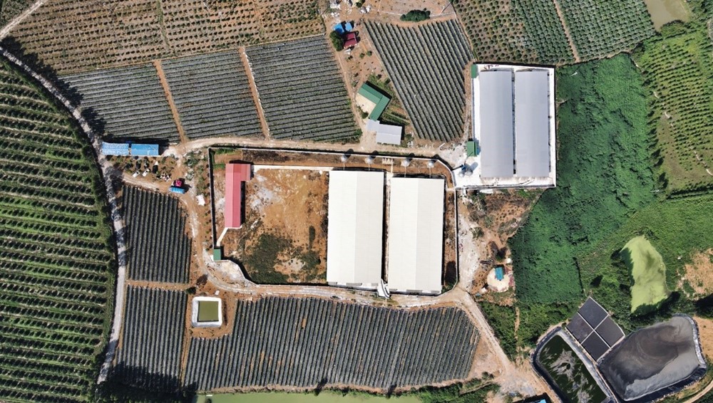 Pigs and fruit trees, green water reflects the countryside Project