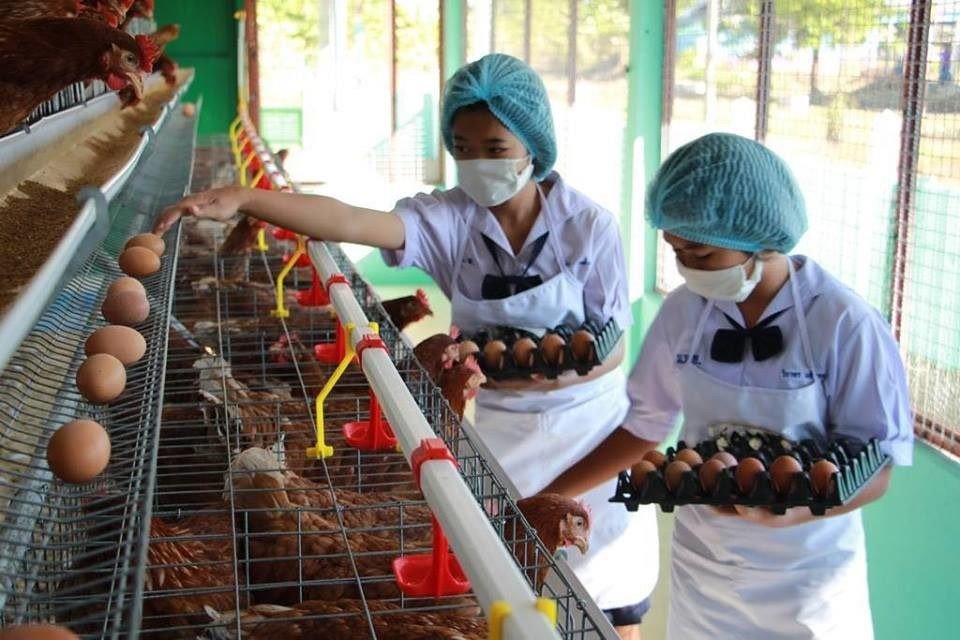 Thai Lunch Schools