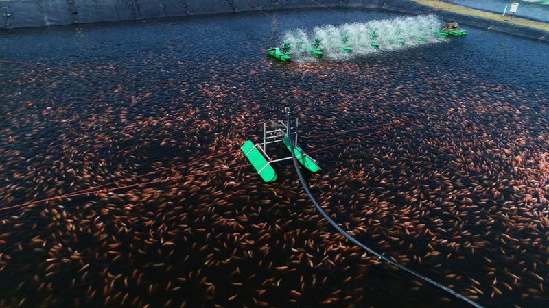 CPF ถ่ายทอด ‘ระบบ CARE Model’ ยกระดับเกษตรกรผู้เลี้ยงปลาทับทิมสู่ยุค 4.0