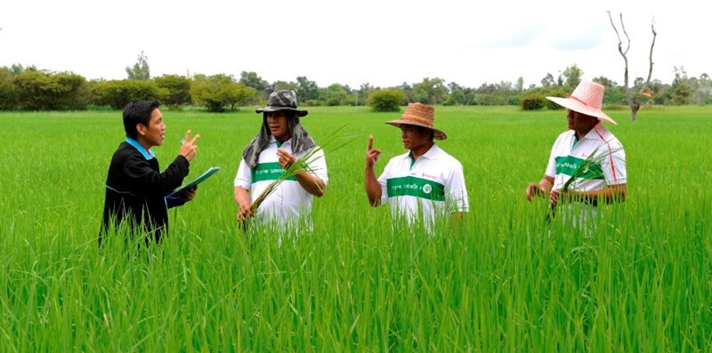 โครงการส่งเสริมการปลูกข้าวหอมมะลิ อ.ราษีไศล จ.ศรีสะเกษ