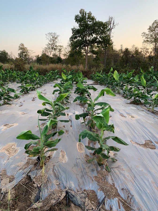 Plastic Banana Mulching Sheets for Farmers