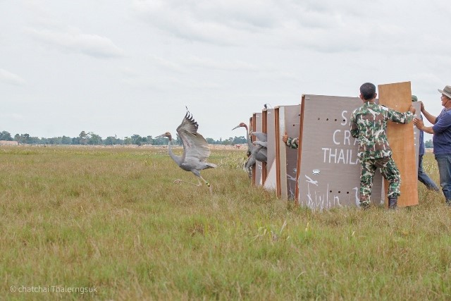 The Sarus Crane Reintroduction Project in Buriram Wetlands