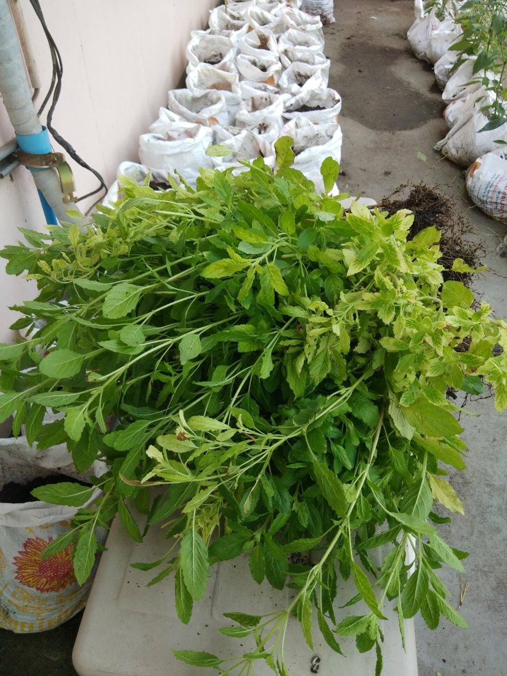 Chia Tai Further Strengthens Food Security Transforming Rooftop Space into Urban Garden