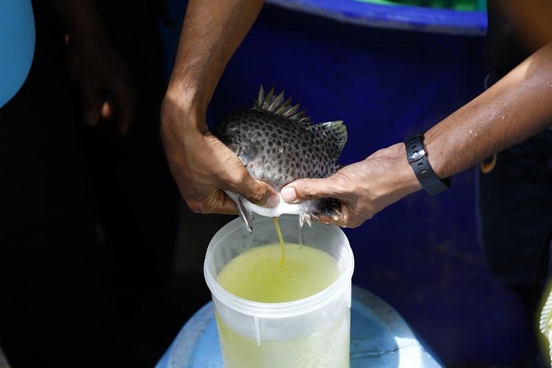 Aquatic Animals Banks