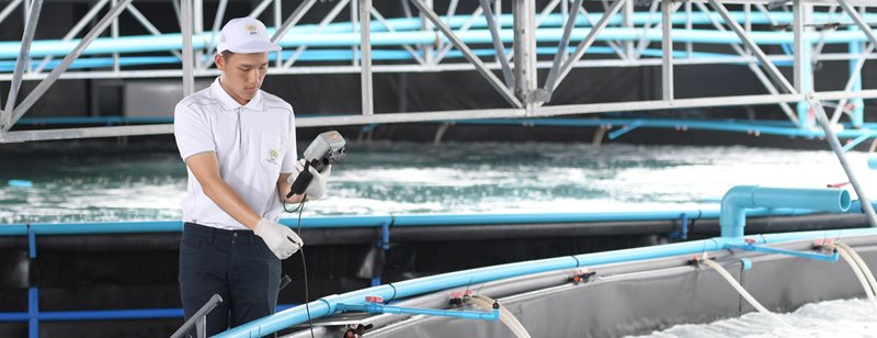 Recycling Wastewater from Shrimp Aquaculture
