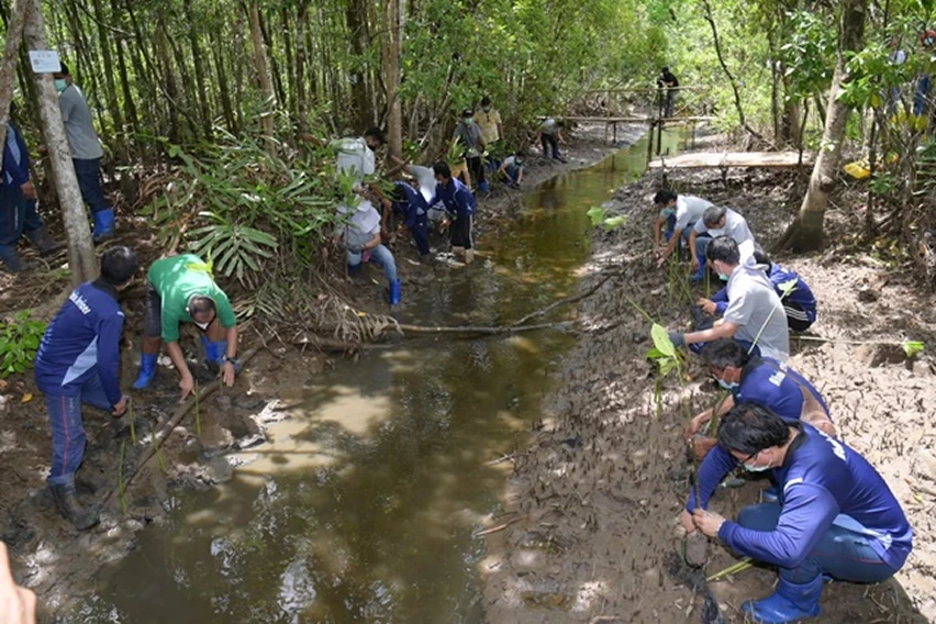 CPF Grow-Share-Protect Mangrove Forest Project in Eastern Seaboard Basin