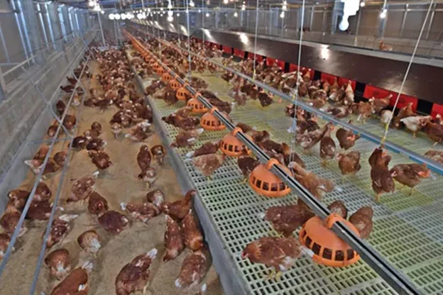 การเลี้ยงไก่ไข่แบบปล่อยอิสระในโรงเรือนระบบปิด