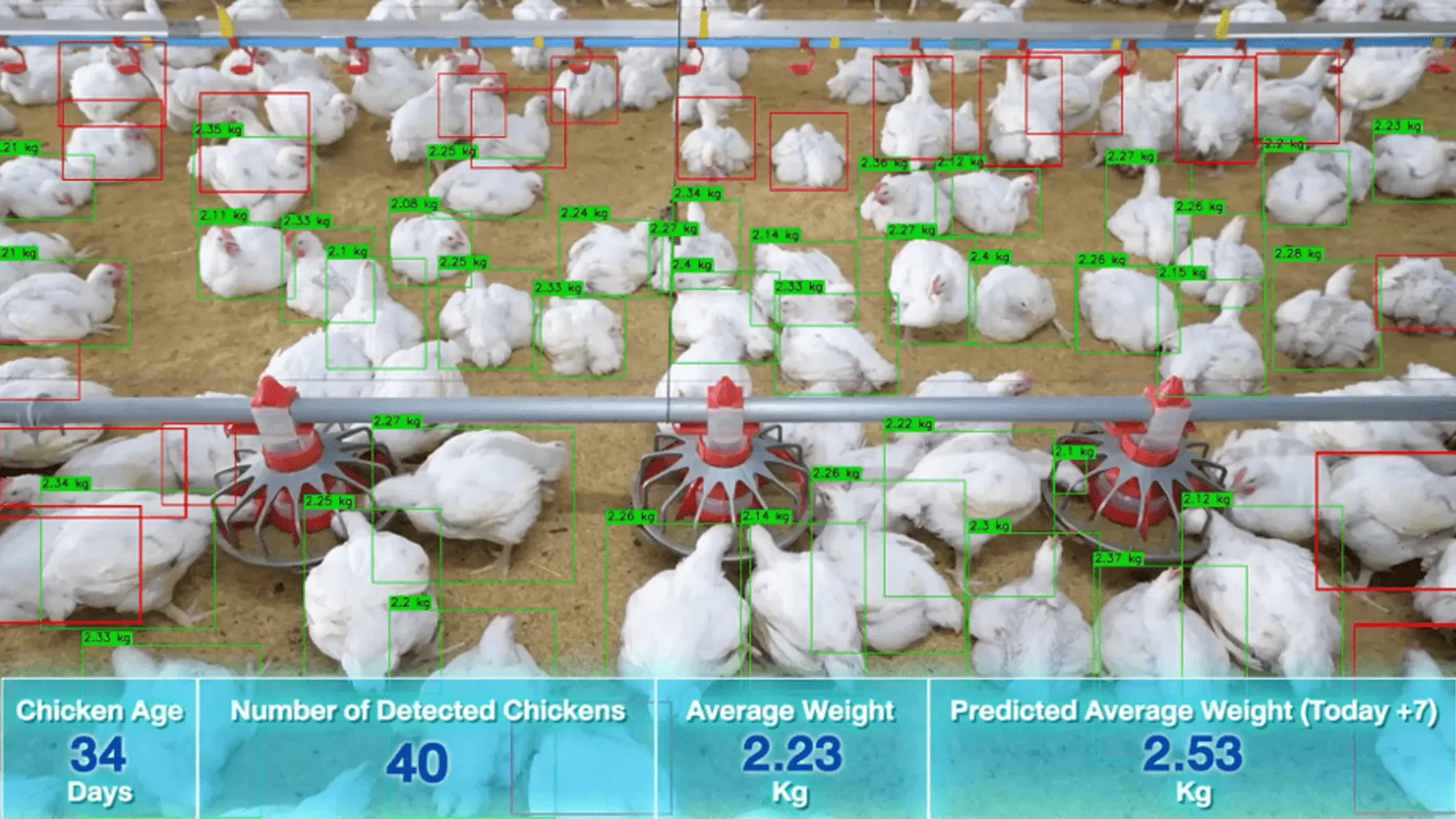 Vision AI-Based Chicken Weight Estimation